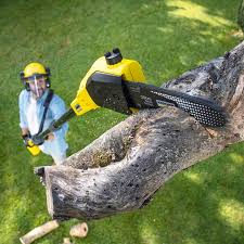 Best Lawn Dethatching Services  in Hoyt Lakes, MN